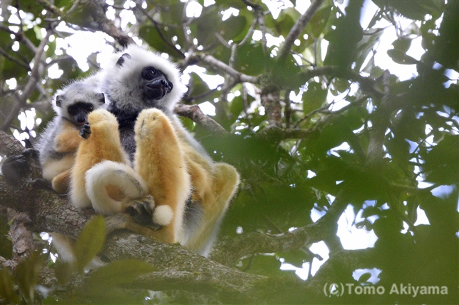 16 カンムリシファカ　Golden Crowned Lemur