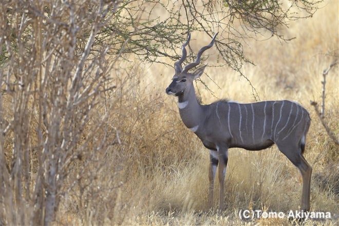 175 レッサークドゥ　Lesser Kudu