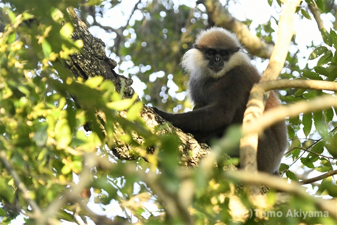 34 カオムラサキラングール　Purple-faced langur