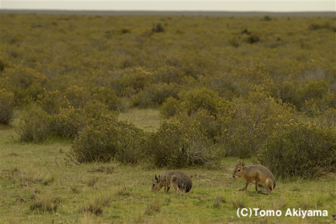 135 マーラ　Patagonian Cavy