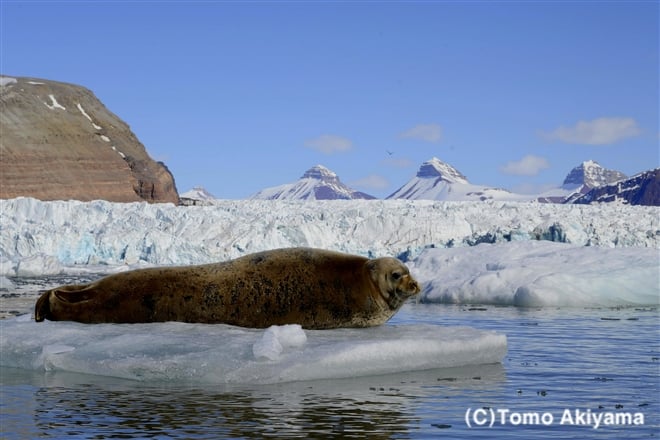 119　アゴヒゲアザラシ　Bearded Seal