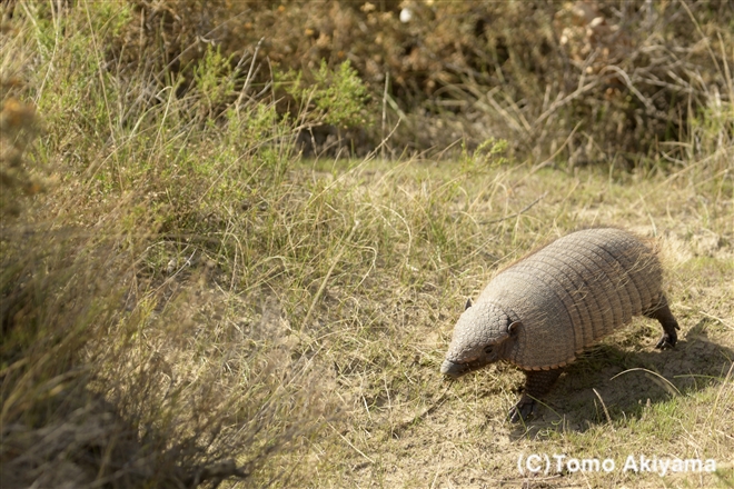 145 アラゲアルマジロ　Hairy Armadillo