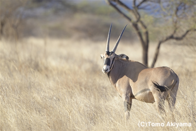178 フサミミオリックス　Fridge-eared Oryx