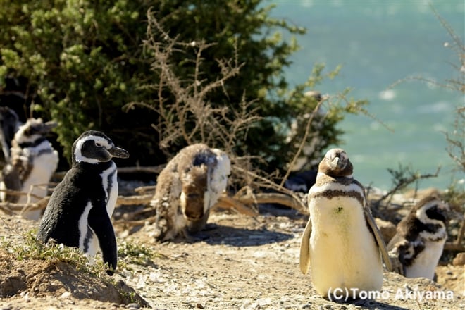 139　マゼランペンギン　Magellanic Penguin