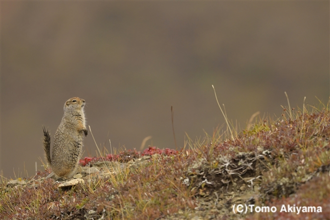 155 ホッキョクジリス　Arctic Ground Squirrel