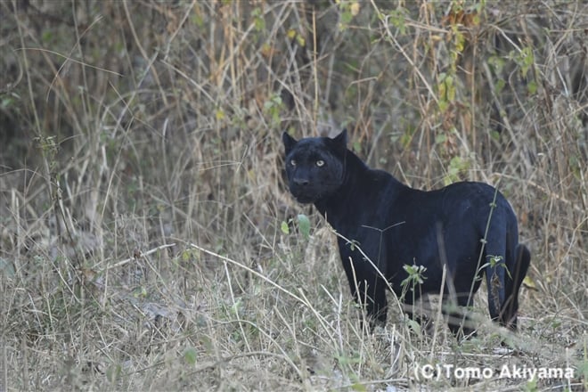 126　クロヒョウ　Leopard ( Black Panther）