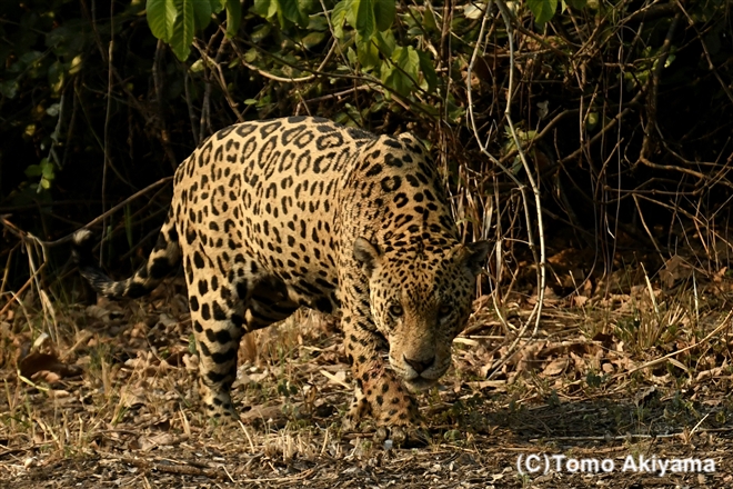 52 ジャガー（オス）　Jaguar