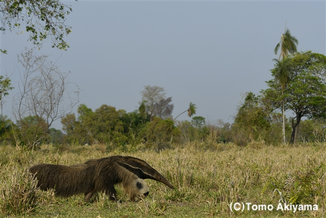 108 オオアリクイ　Giant Ant-Eater