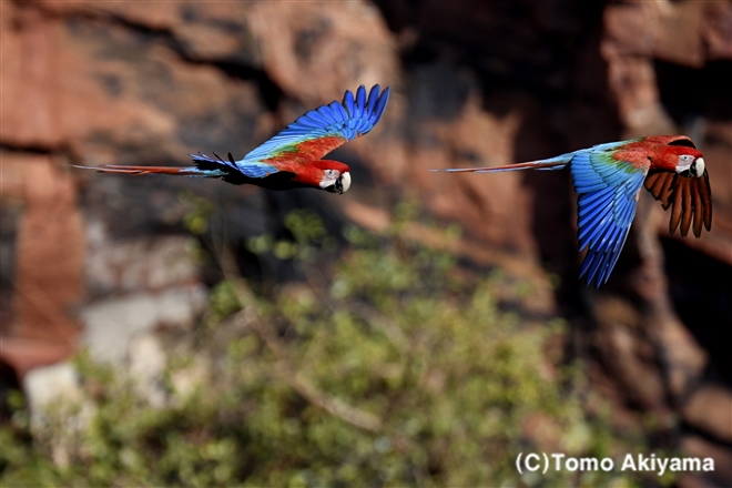 99 ベニコンゴウインコ　Green-winged Macaw