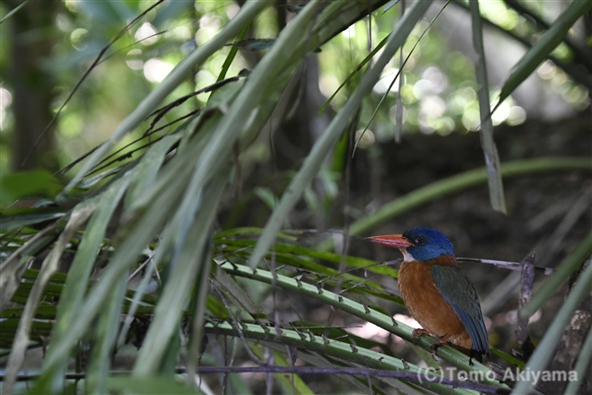 45 チャバラショウビン　Green-backed Kingfisher