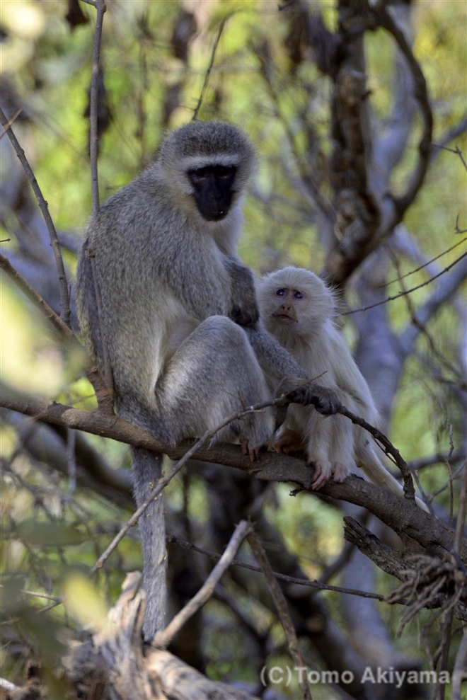 19 ベルベットモンキー　白化個体　Vervet Monkey　