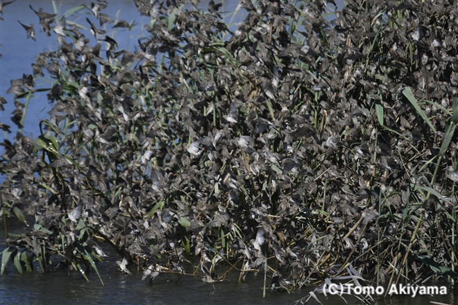 53 コウヨウチョウ　Red-billed　Quelea