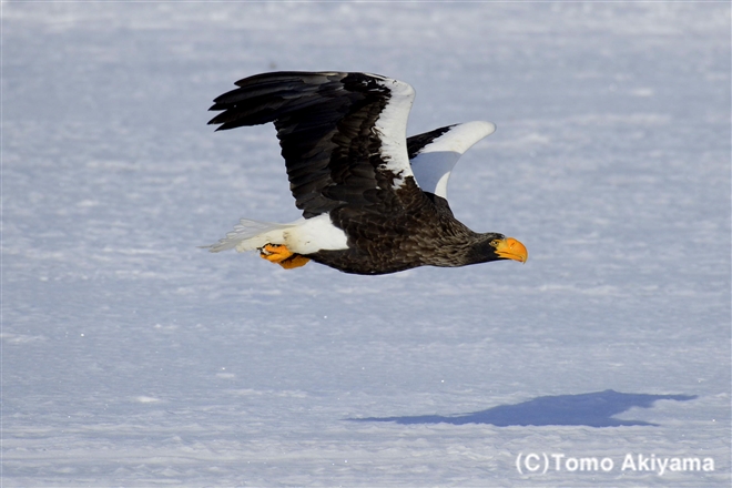 73 オオワシ　Steller’s Sea Eagle