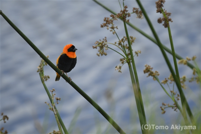 43 ミナミキンランチョウ　Southern Red Bishop