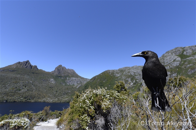 10 クロフエガラス　Black Currawong