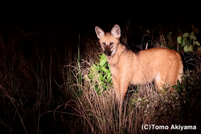 198　タテガミオオカミ　Maned wolf