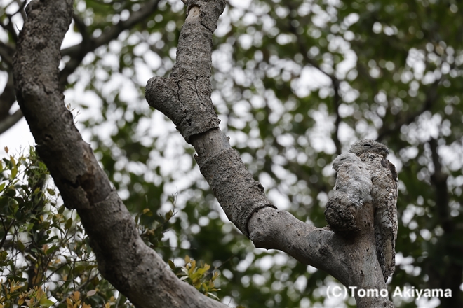 201　オオタチヨタカ　Great Potoo