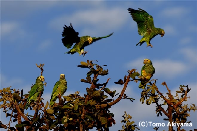 199　ワキアカボウシインコ　Yellow-Faced Parrot