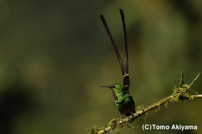 214 ミドリフタオハチドリ　Black-tailed Trainbearer