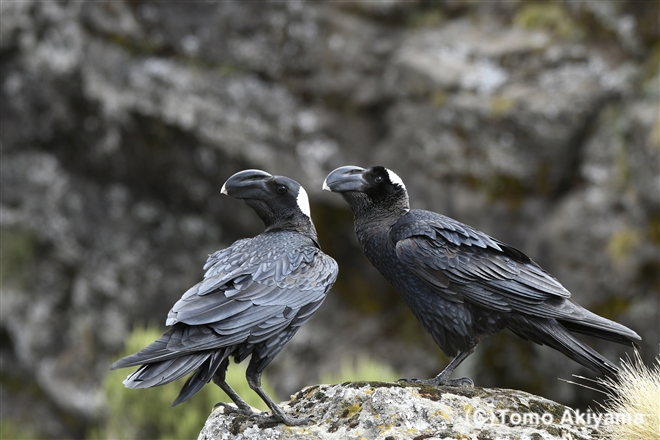 82 オオハシガラス　Thick-billed Raven