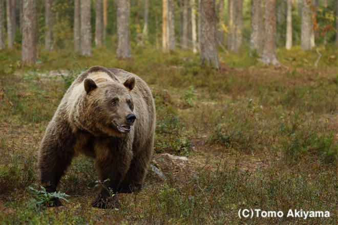 220 ヒグマ　Brown Bear