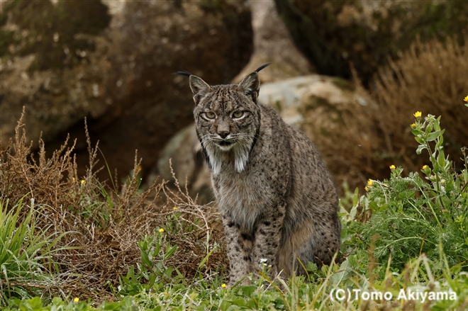 スペインオオヤマネコ　Iberian　Lynx