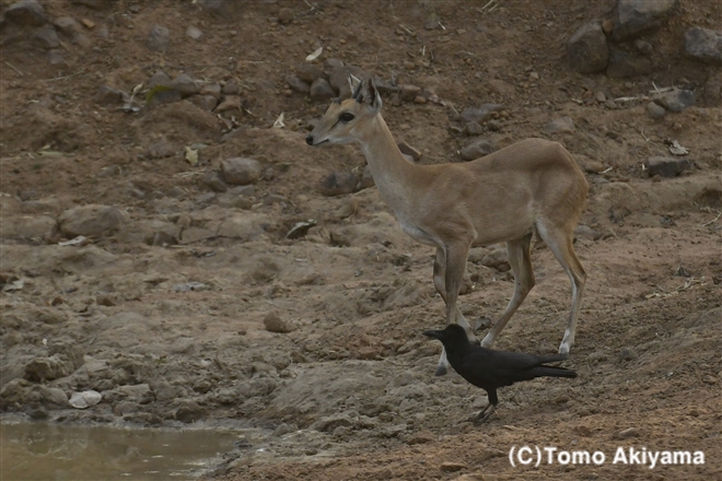 90　ヨツヅノレイヨウ　Four-Horned Antelope