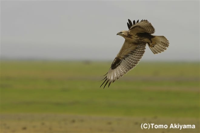 149 オオノスリ　Upland Buzzard