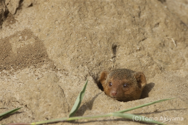 11 コビトマングース　Dwarf Mongoose