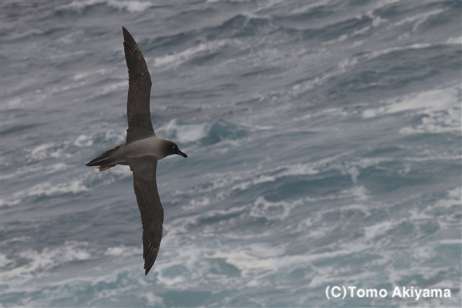 168 ハイイロアホウドリ　Light-mantled Albatross