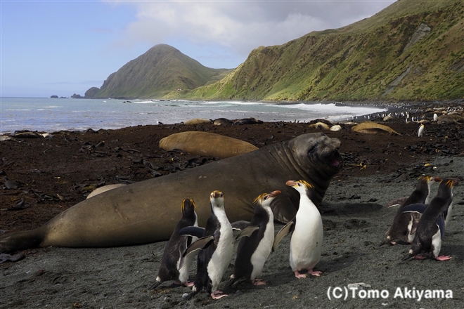 ロイヤルペンギン Wildlife Photo Journal 動物スペシャリスト 秋山知伸 ロイヤルペンギン Wildlife Photo Journal 動物スペシャリスト 秋山知伸