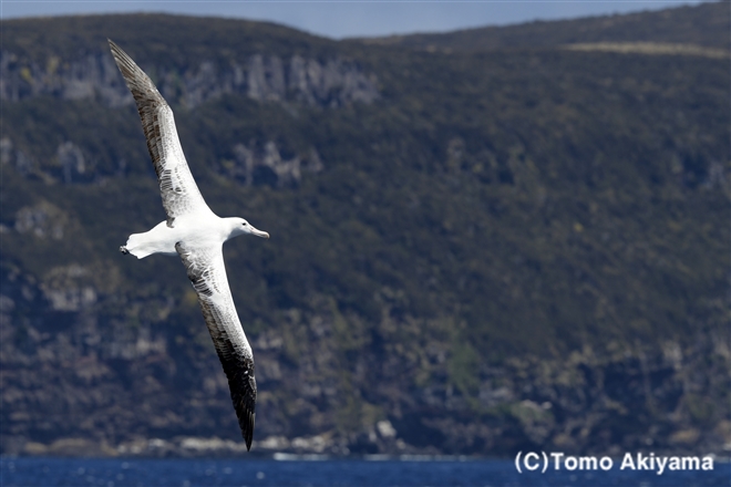 163　ミナミシロアホウドリ　Southern Royal Albatross