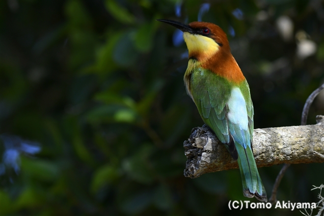 103 チャガシラハチクイ　Chestnut-headed Bee-Eater