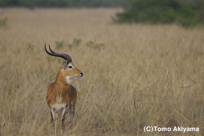 216 コーブ　Ugandan Kob