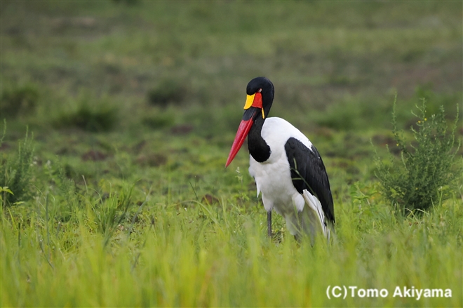 217 クラハシコウ　Saddle-billed Stork