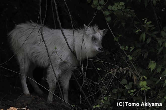 188 ニホンカモシカ（白変種）　Japanese　Serow