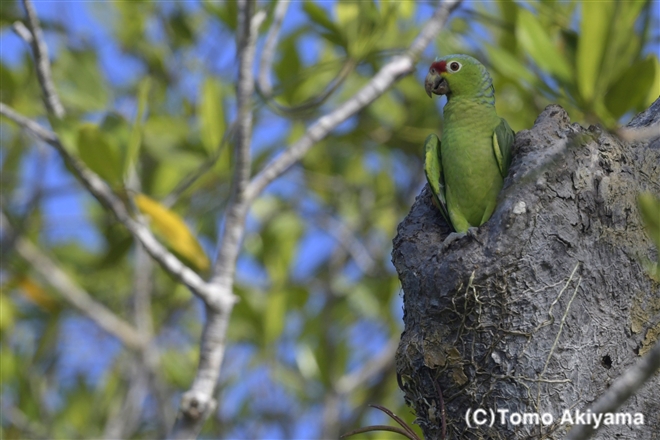 189 キホオボウシインコ　Red-lored Amazon parrot