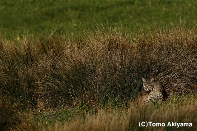 ボブキャット　Bobcat