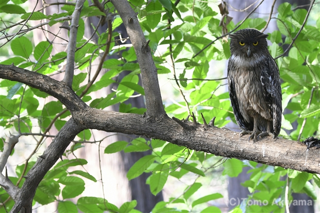 35 ミナミシマフクロウ　Brown Fish Owl