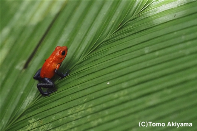 イチゴヤドクガエル Wildlife Photo Journal 動物スペシャリスト 秋山知伸