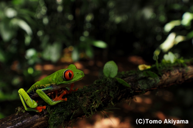 162　アカメアマガエル　Red-eyed Tree Frog