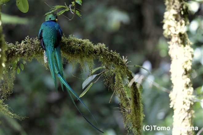 161 ケッツアール　Resplendent Quetzal