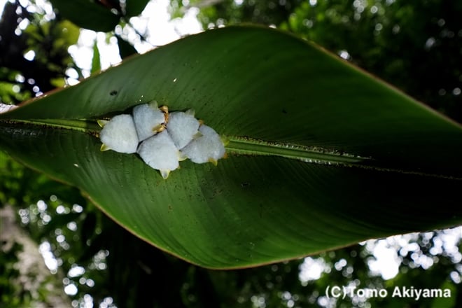 166　シロヘラコウモリ　Honduran White Bat