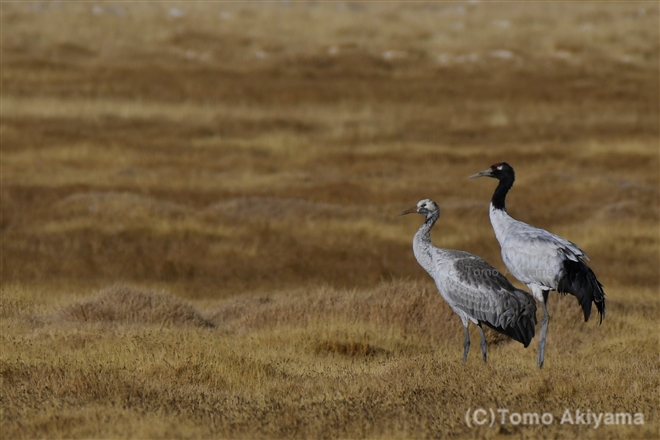 40 オグロヅル　Black-necked Crane