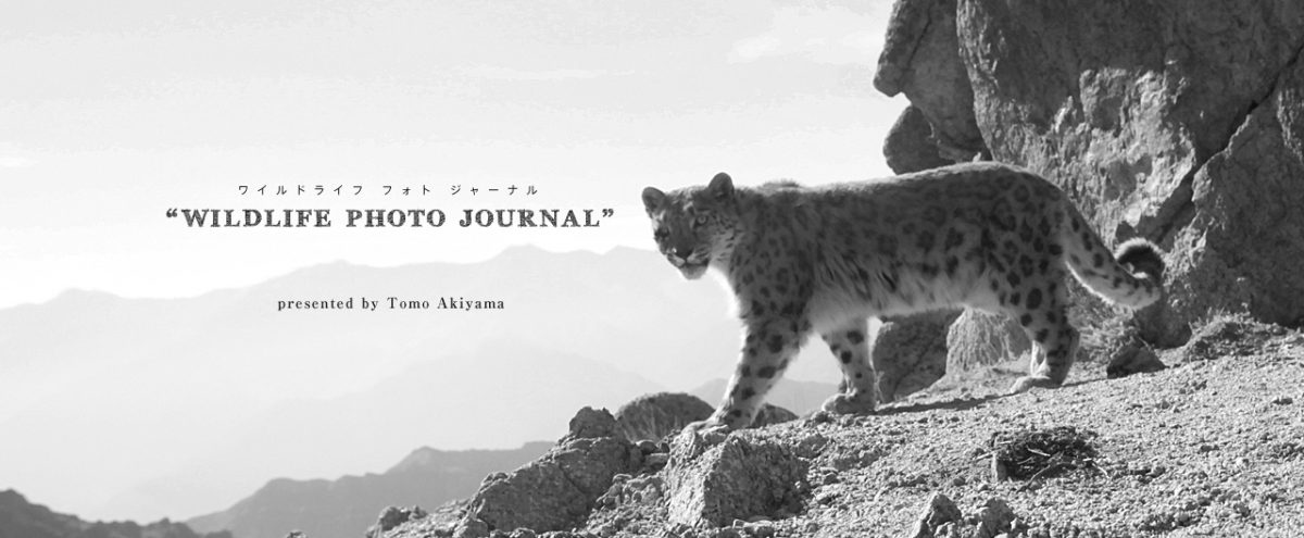 「Wildlife Photo Journal」動物スペシャリスト・秋山知伸
