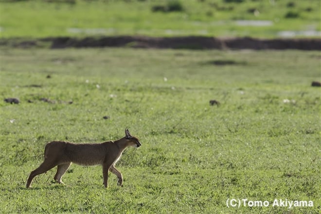 203　カラカル　Caracal