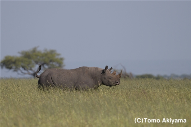 185 クロサイ　Black Rhinoceros