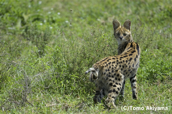 182　サーバル　　Serval