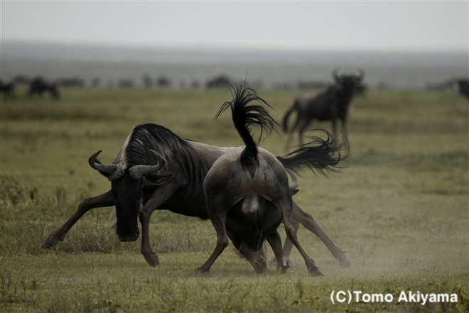 134 オグロヌー　Wildebeest