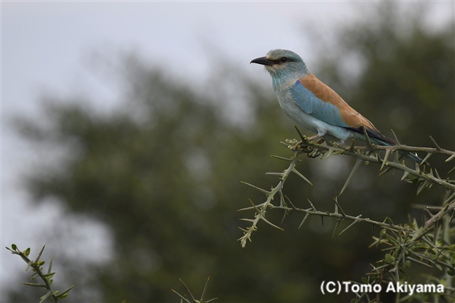 132 ニシブッポウソウ　Europian Roller